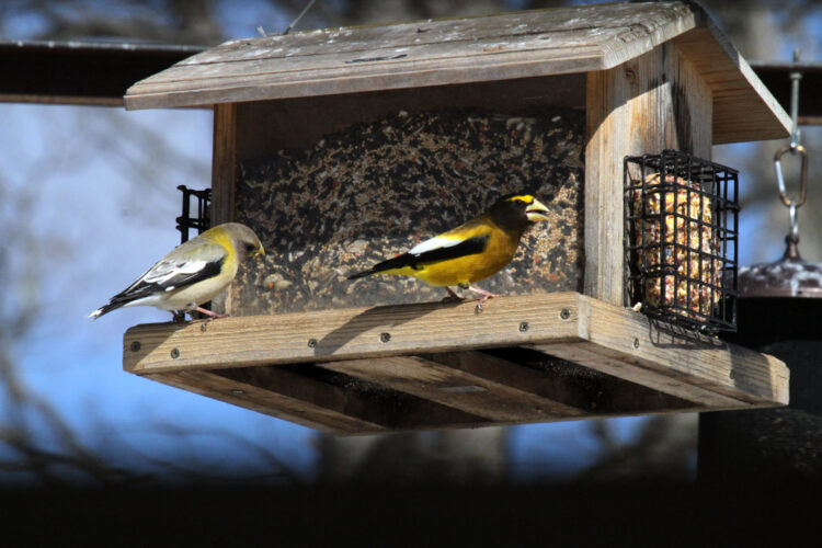 Finches are  returning this winter
